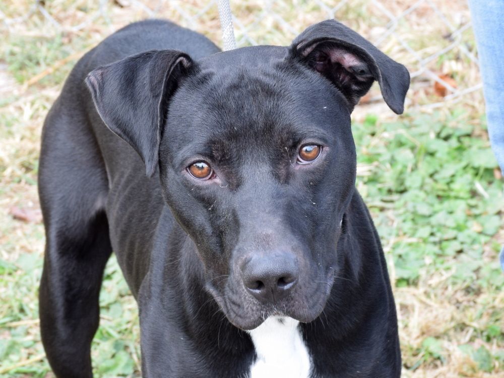 Jet, a Adoptable mixed breed in Anniston, AL image 2/6