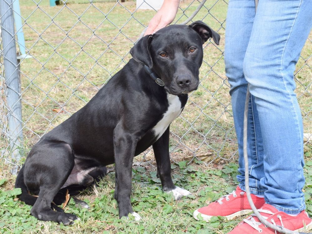 Jet, a Adoptable mixed breed in Anniston, AL image 6/6