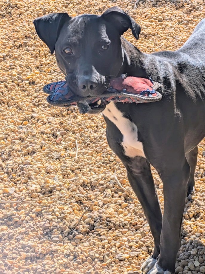 Jet, a Adoptable mixed breed in Anniston, AL image 3/6