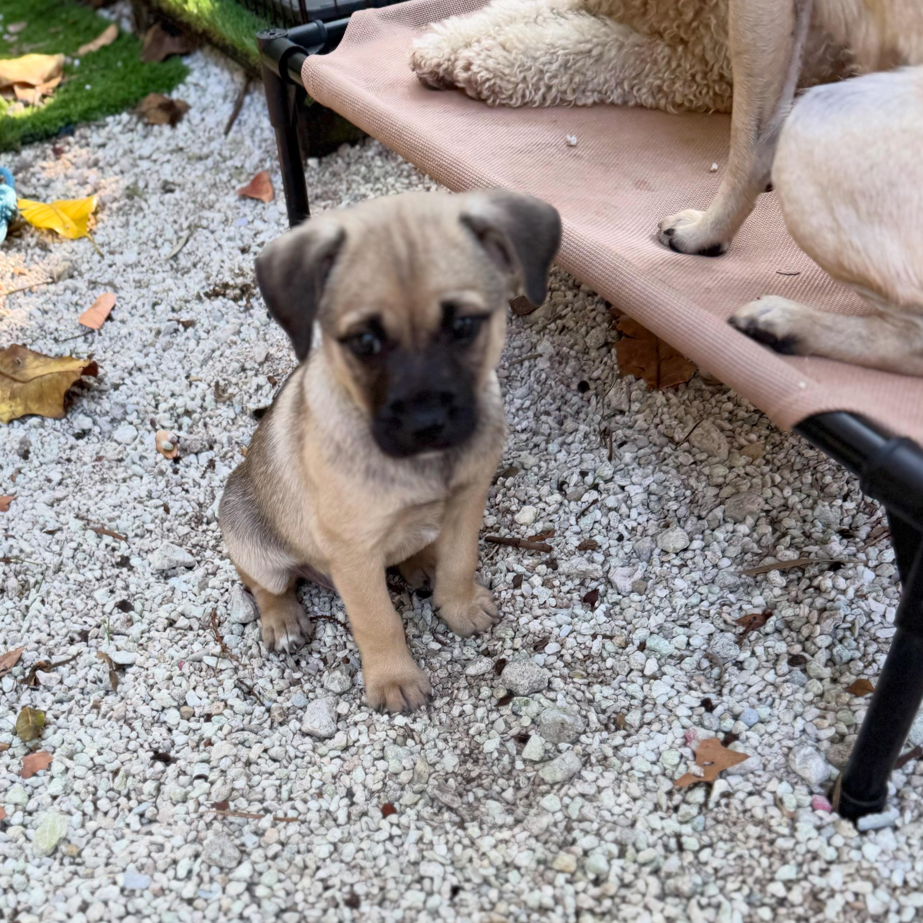 Enlarge Donny, a ADOPTABLE mixed breed in Miami, FL image 1/1