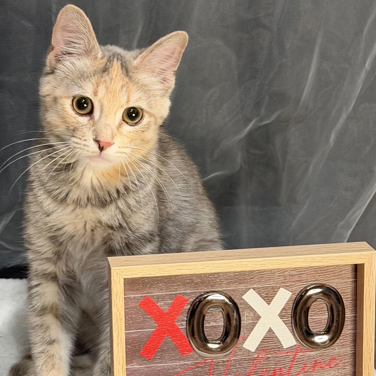 Enlarge Emma, an adopted Domestic Short Hair in Johnson City, TN image 1/2