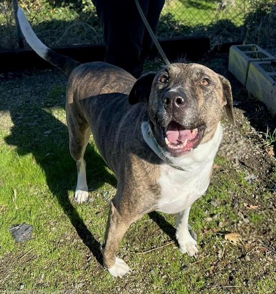 Lambchop, Adoptable, Adult Female Pit Bull Terrier.
