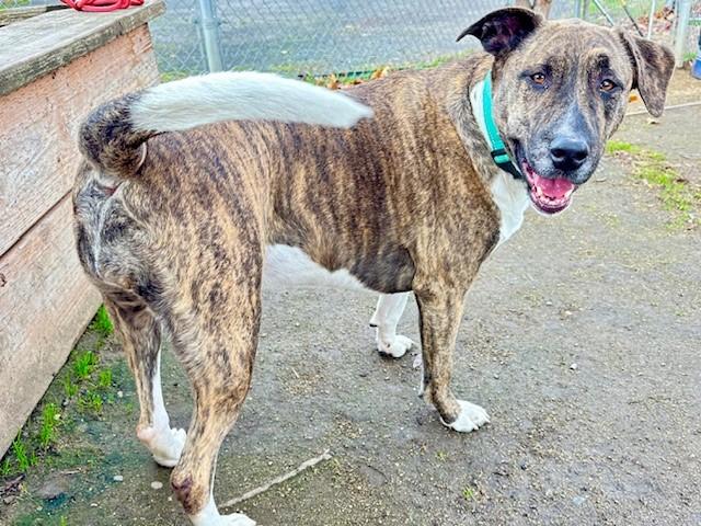 Enlarge Lambchop, a Adoptable mixed breed in Phoenix, OR image 2/3