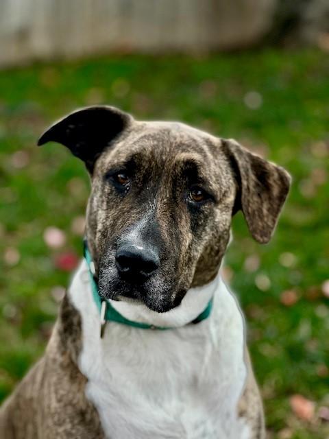 Enlarge Lambchop, a Adoptable mixed breed in Phoenix, OR image 3/3