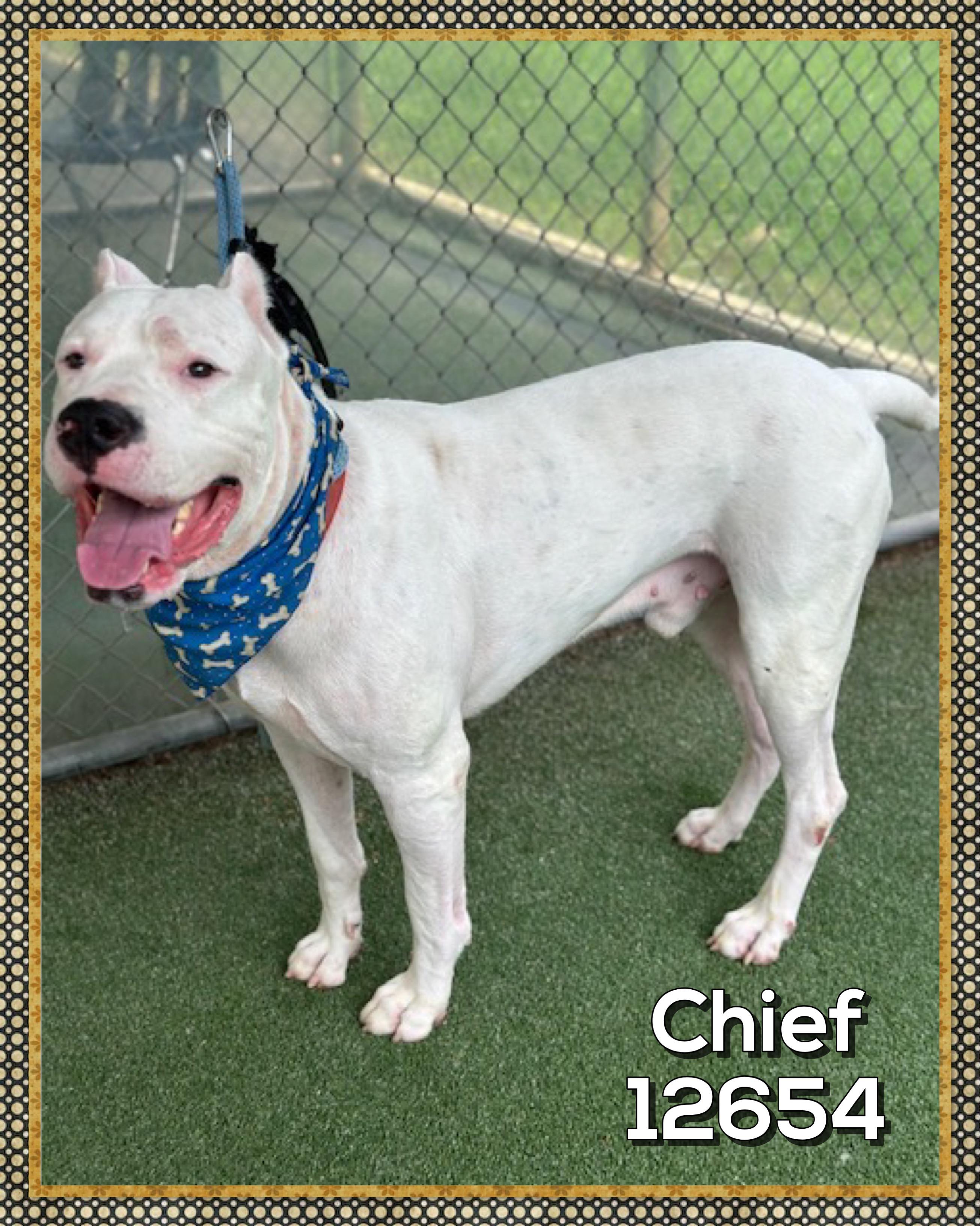 CHIEF