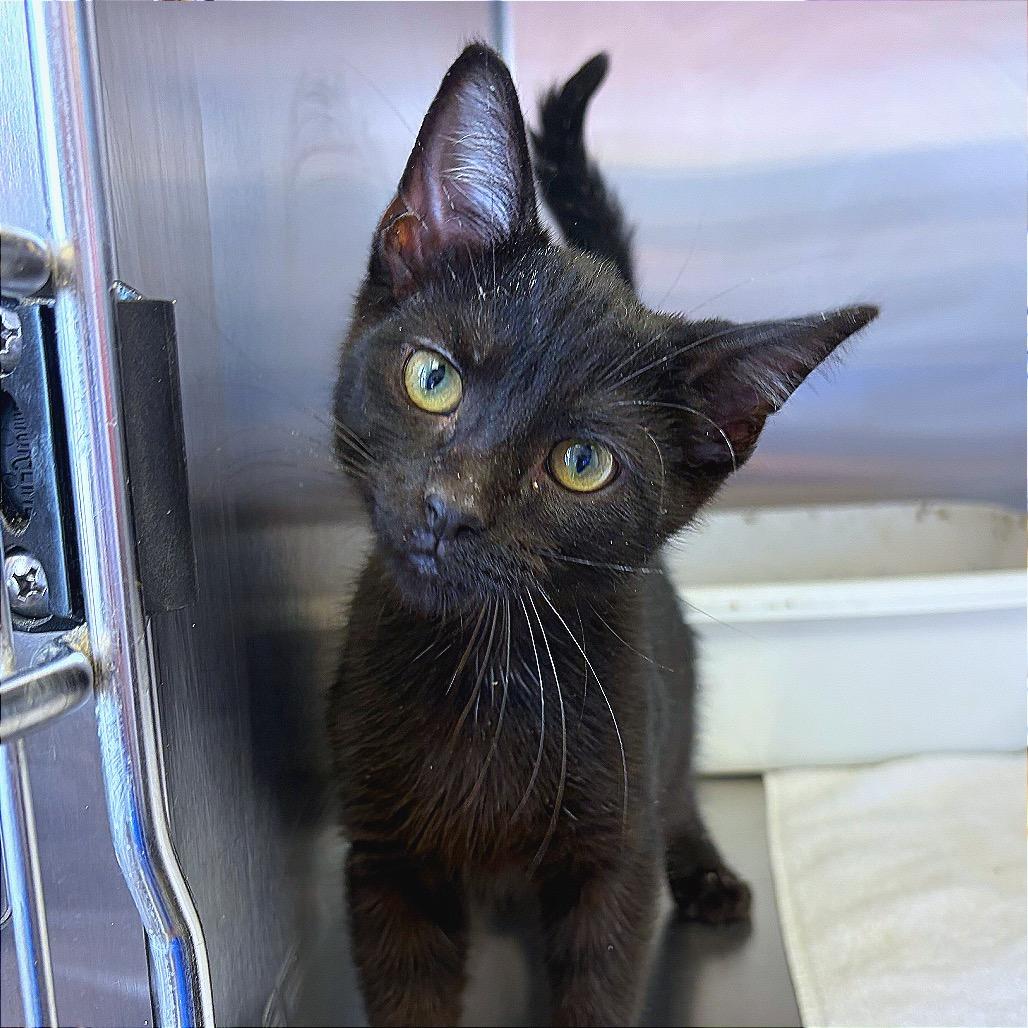 Harry Potter, Adoptable, Kitten Male Domestic Short Hair.