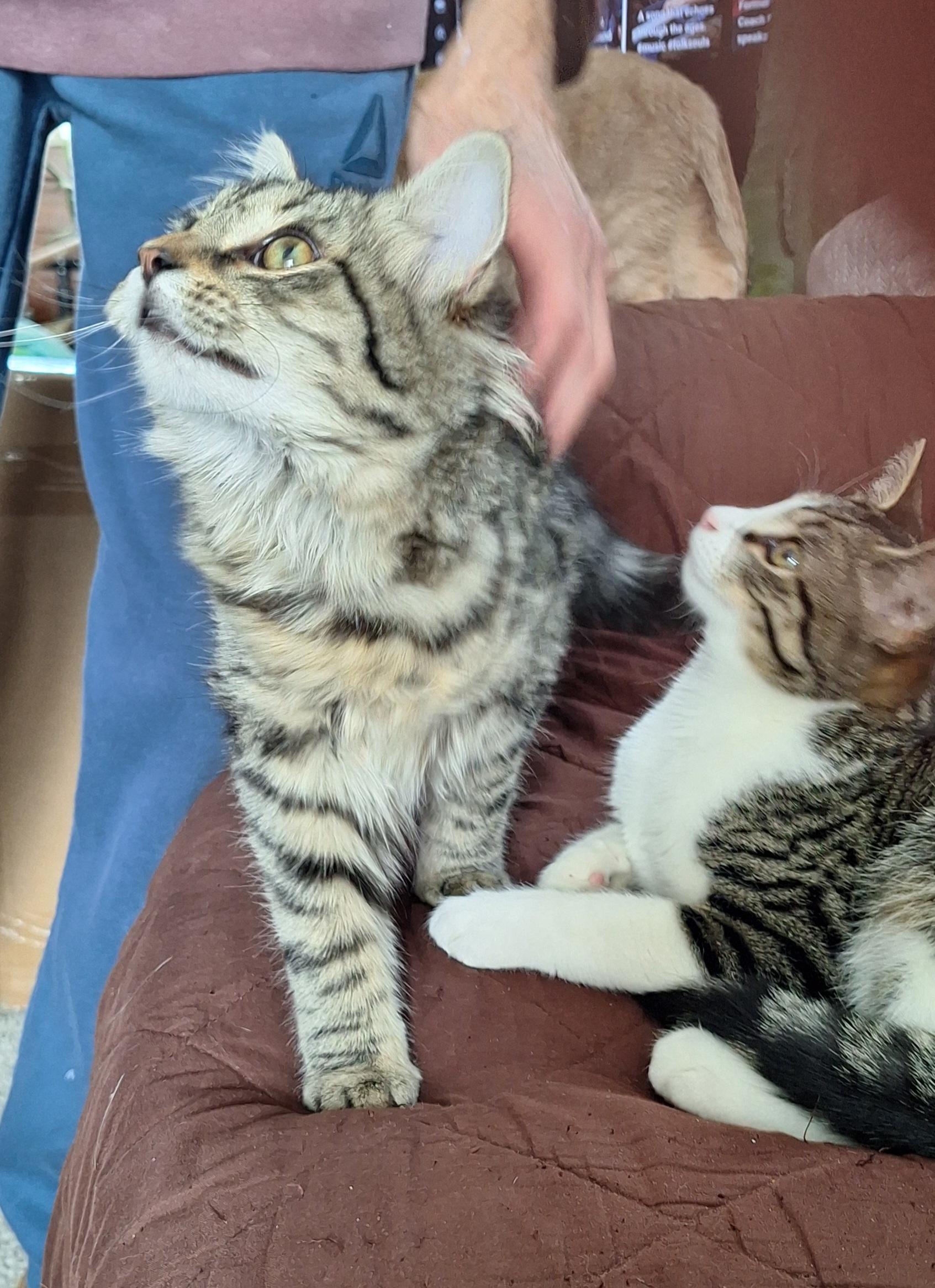 Tiffany , an adopted Domestic Medium Hair in Stanton, KY image 4/5