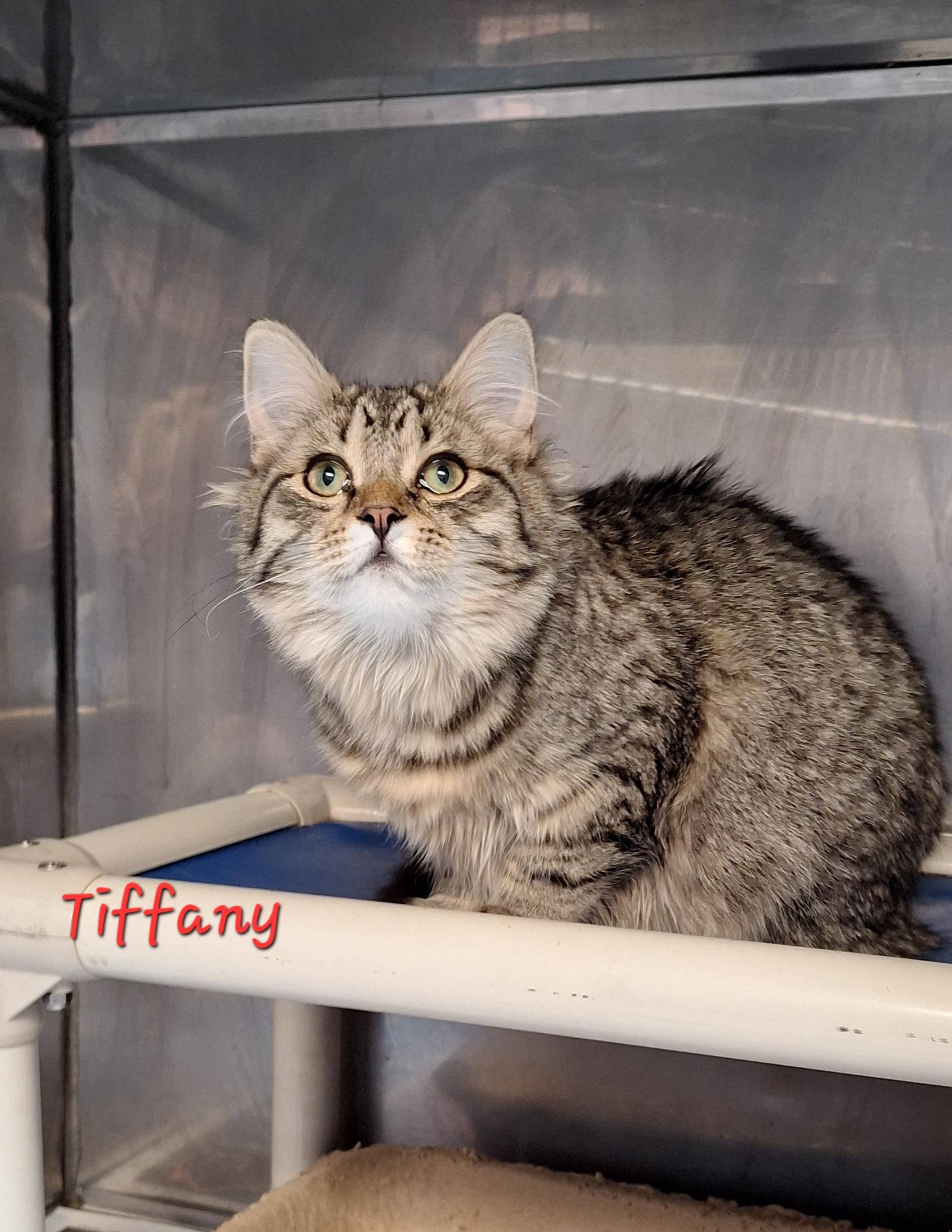 Tiffany , an adopted Domestic Medium Hair in Stanton, KY image 2/5