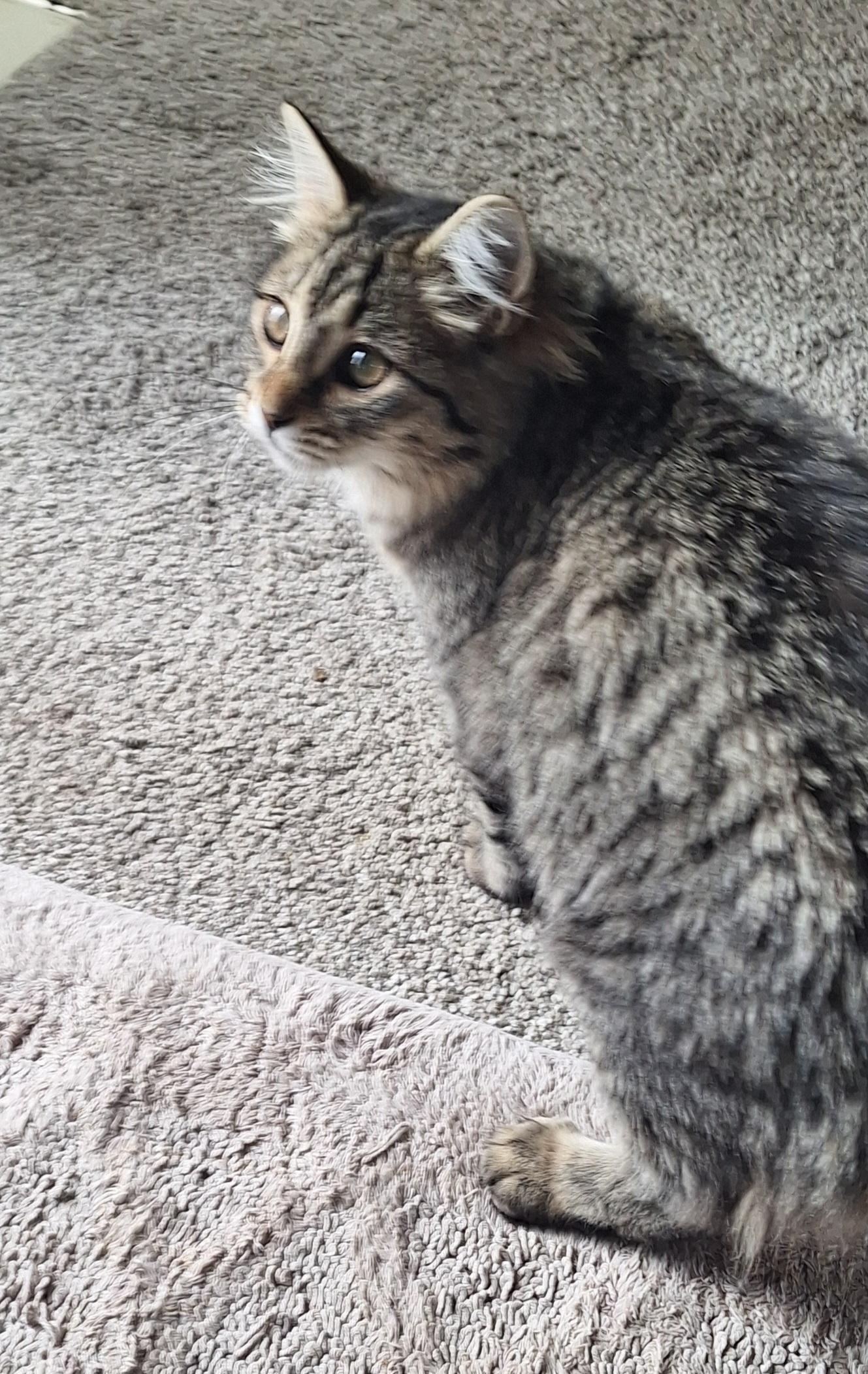 Tiffany , an adopted Domestic Medium Hair in Stanton, KY image 5/5