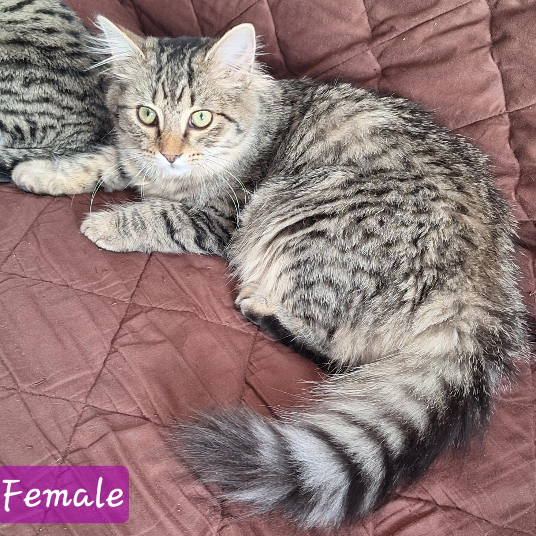 Tiffany , an adopted Domestic Medium Hair in Stanton, KY image 3/5