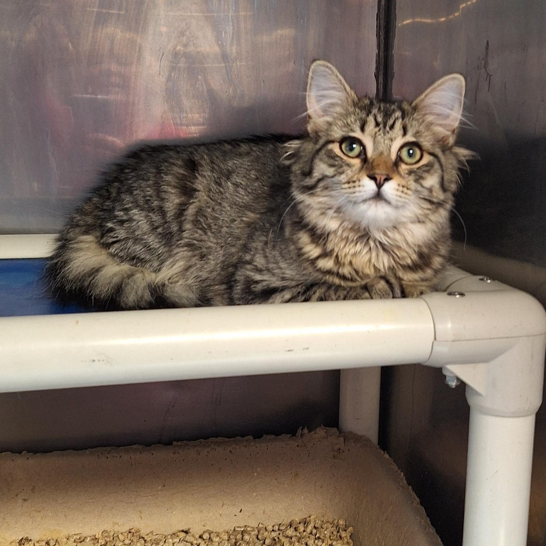 Tiffany , adopted, Young Female Domestic Medium Hair.