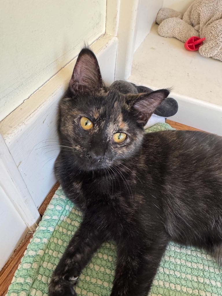 Dolly, Adoptable, Kitten Female Domestic Short Hair.
