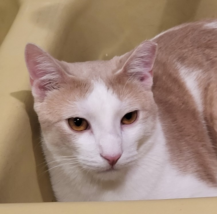 Enlarge Omelette, a Adoptable Domestic Short Hair in Huntington, NY image 2/3