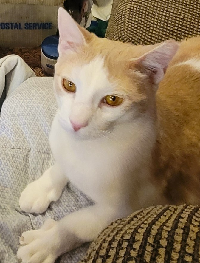 Enlarge Omelette, a Adoptable Domestic Short Hair in Huntington, NY image 3/3