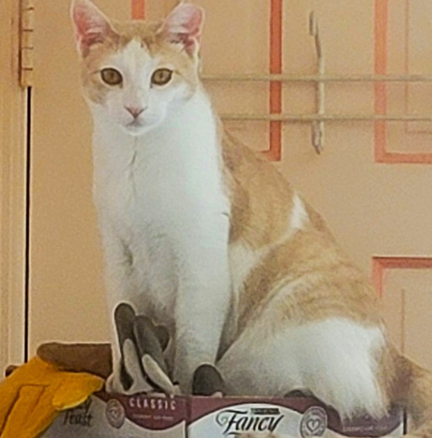 Omelette, Adoptable, Young Male Domestic Short Hair.