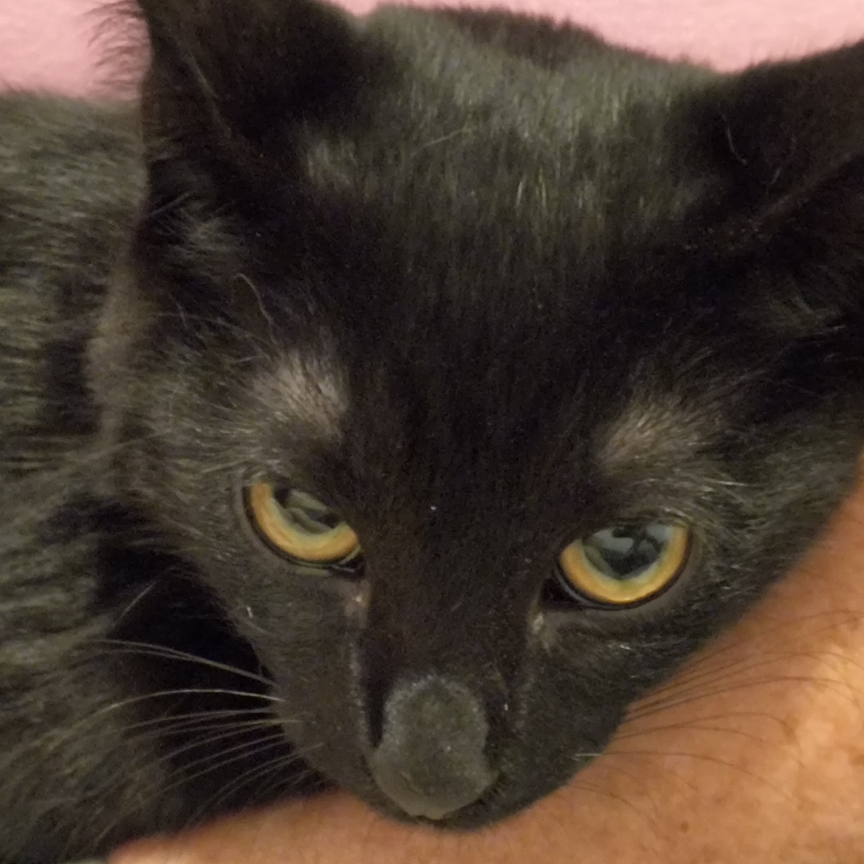 Enlarge Midnight, a Adoptable Domestic Short Hair in Denver, NC image 1/6