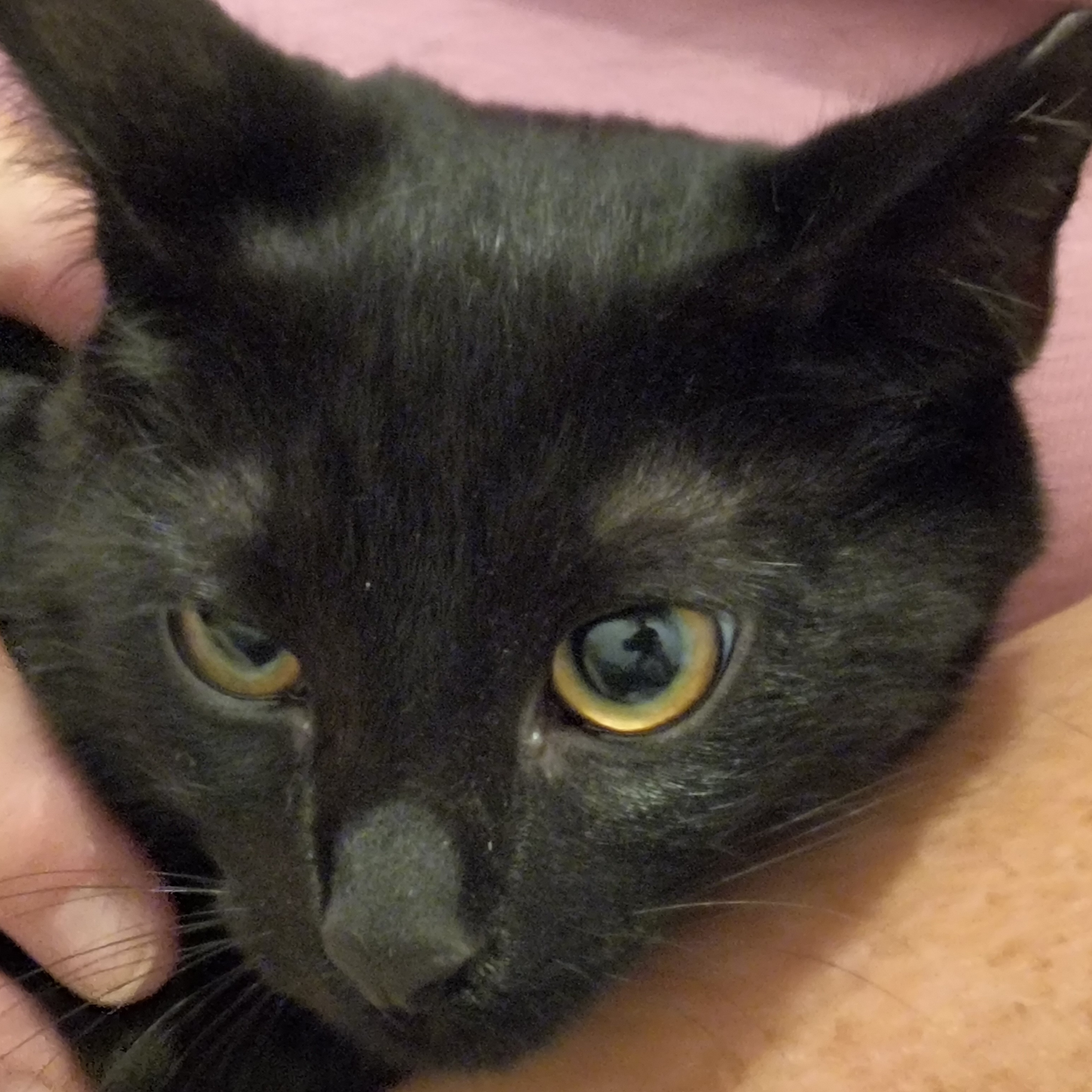 Enlarge Midnight, a Adoptable Domestic Short Hair in Denver, NC image 6/6