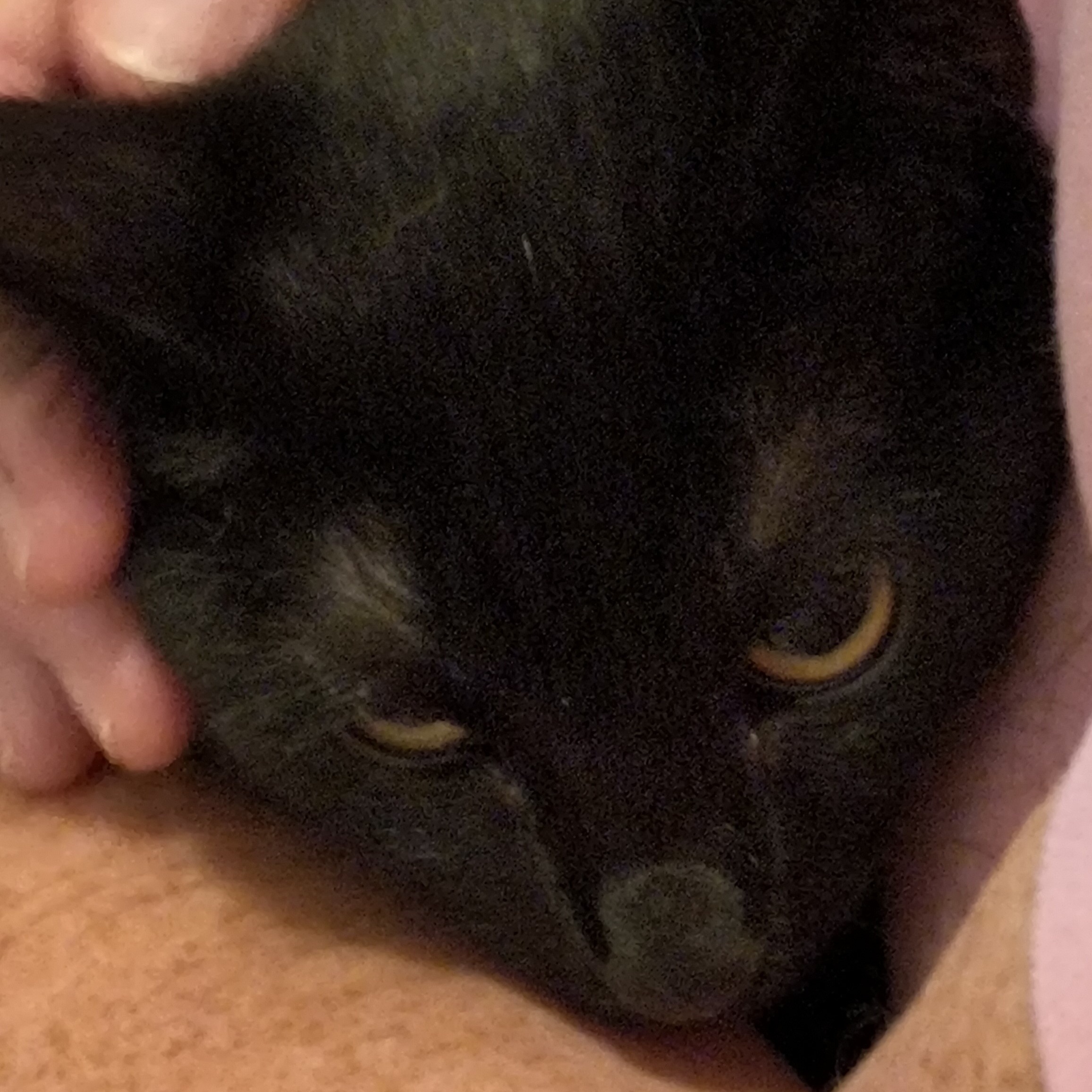 Enlarge Midnight, a Adoptable Domestic Short Hair in Denver, NC image 5/6