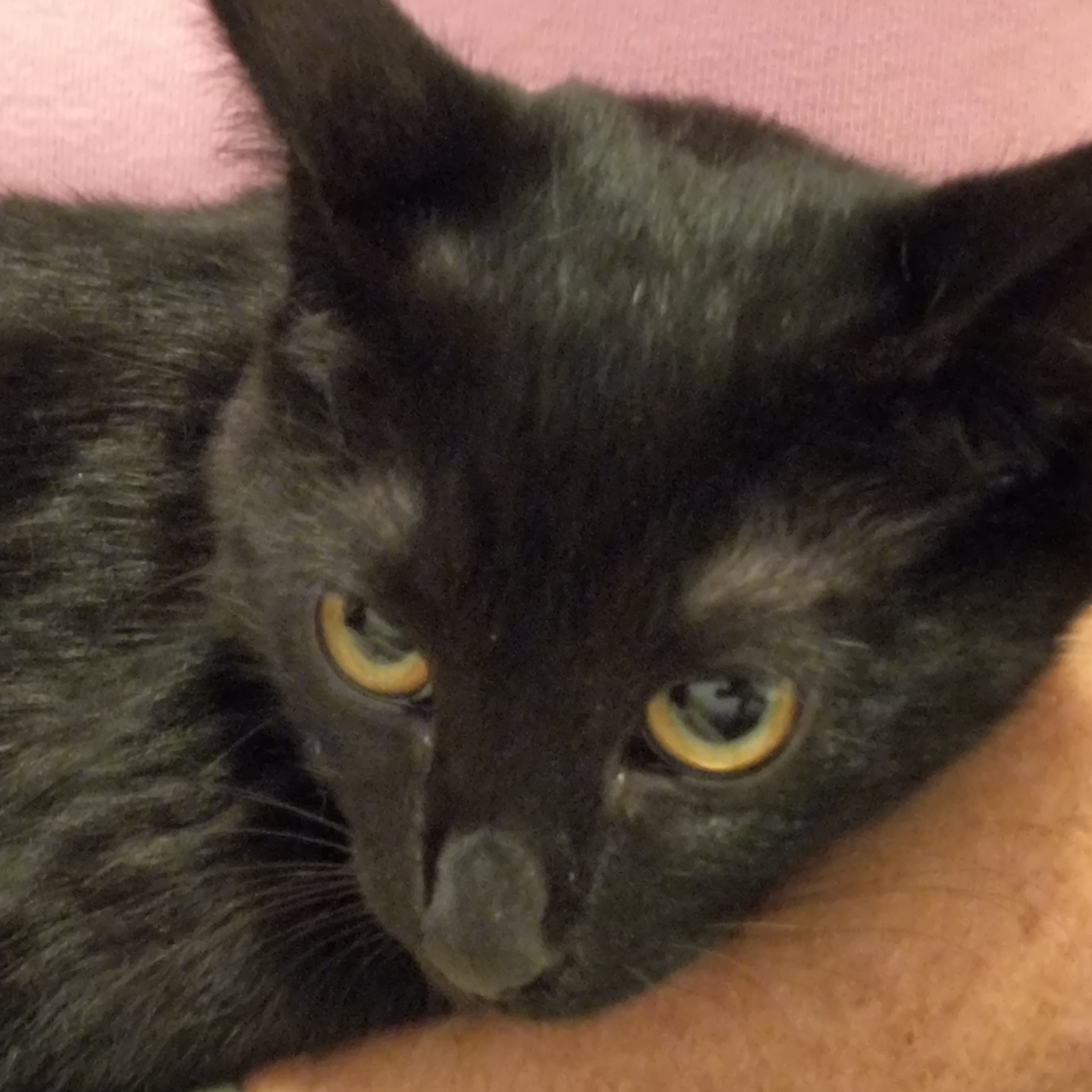 Enlarge Midnight, a Adoptable Domestic Short Hair in Denver, NC image 3/6