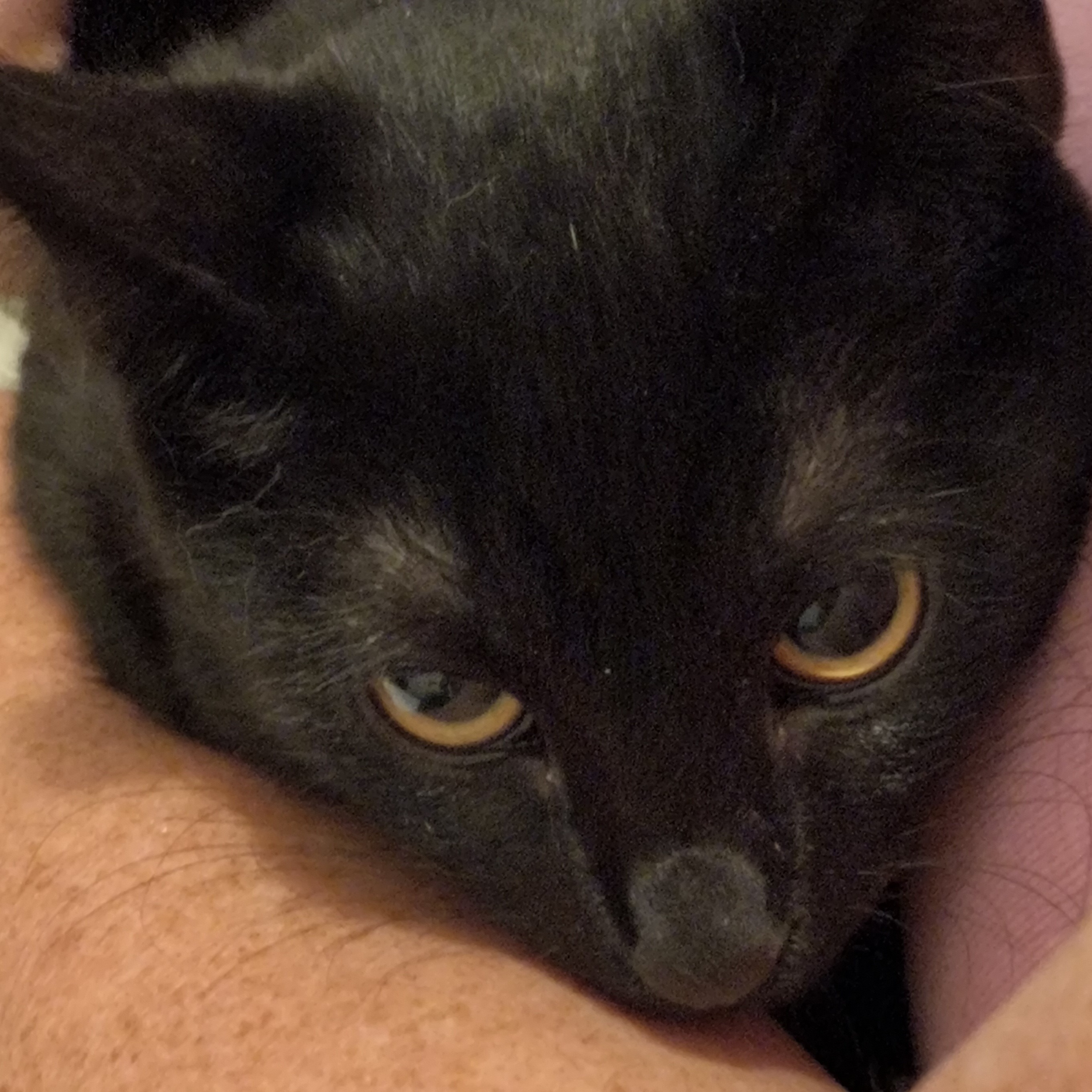 Enlarge Midnight, a Adoptable Domestic Short Hair in Denver, NC image 4/6