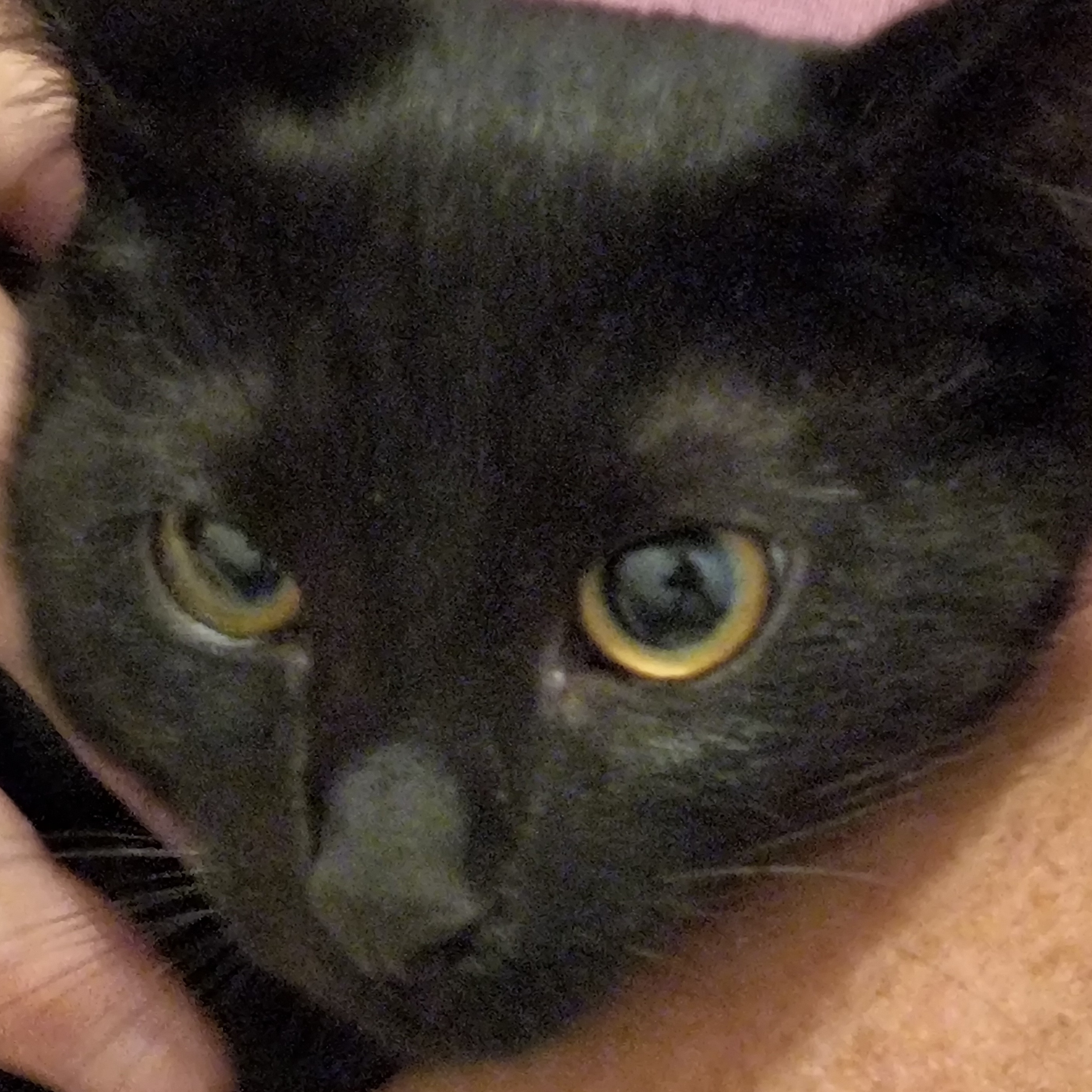 Midnight, Baby Male Domestic Short Hair