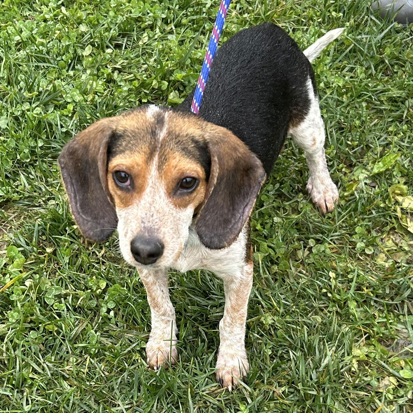 Enlarge Sulley - Monsters Inc puppies, a Adoptable Beagle in Norwood, OH image 1/3