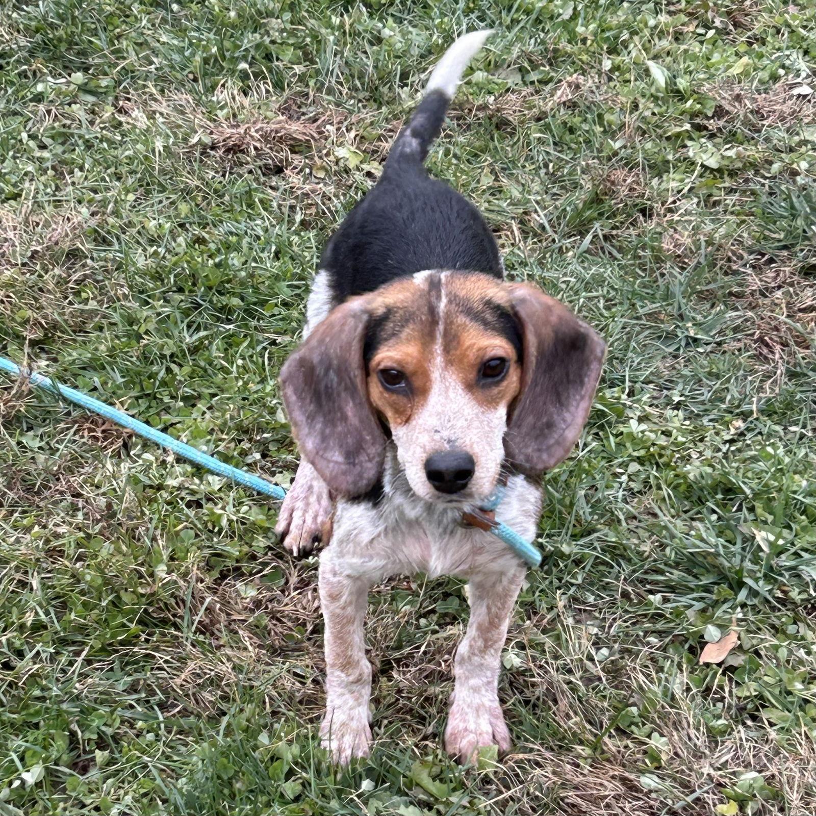 Enlarge Sulley - Monsters Inc puppies, a Adoptable Beagle in Norwood, OH image 2/3