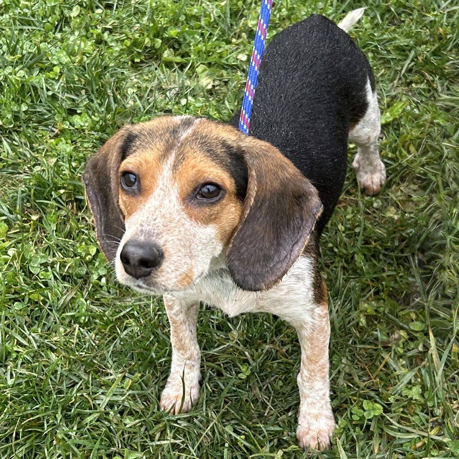 Enlarge Sulley - Monsters Inc puppies, a Adoptable Beagle in Norwood, OH image 3/3