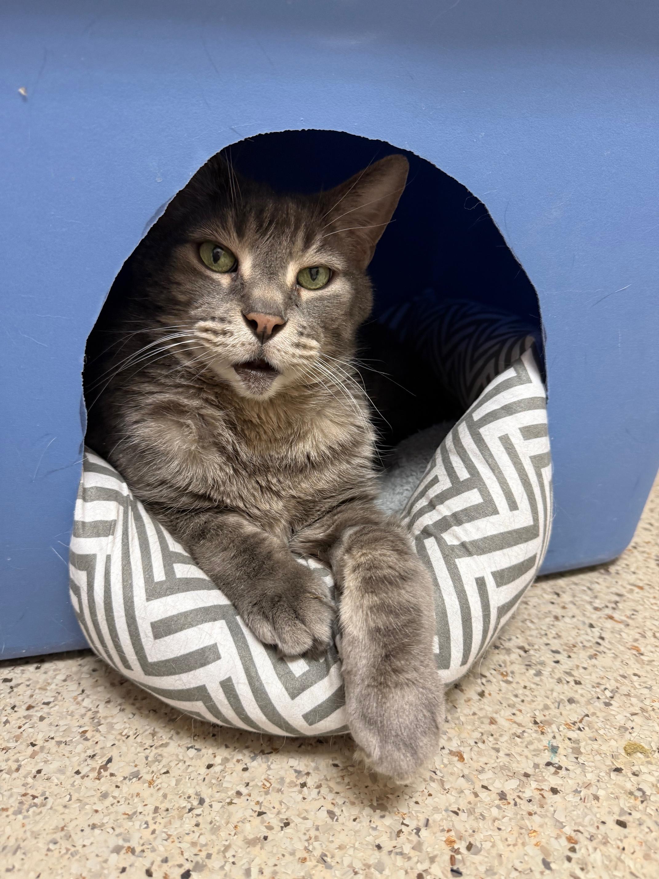 Enlarge Mr. Gigglesworth - Soooooo loving!, an adopted Domestic Short Hair in Oshkosh, WI image 6/6