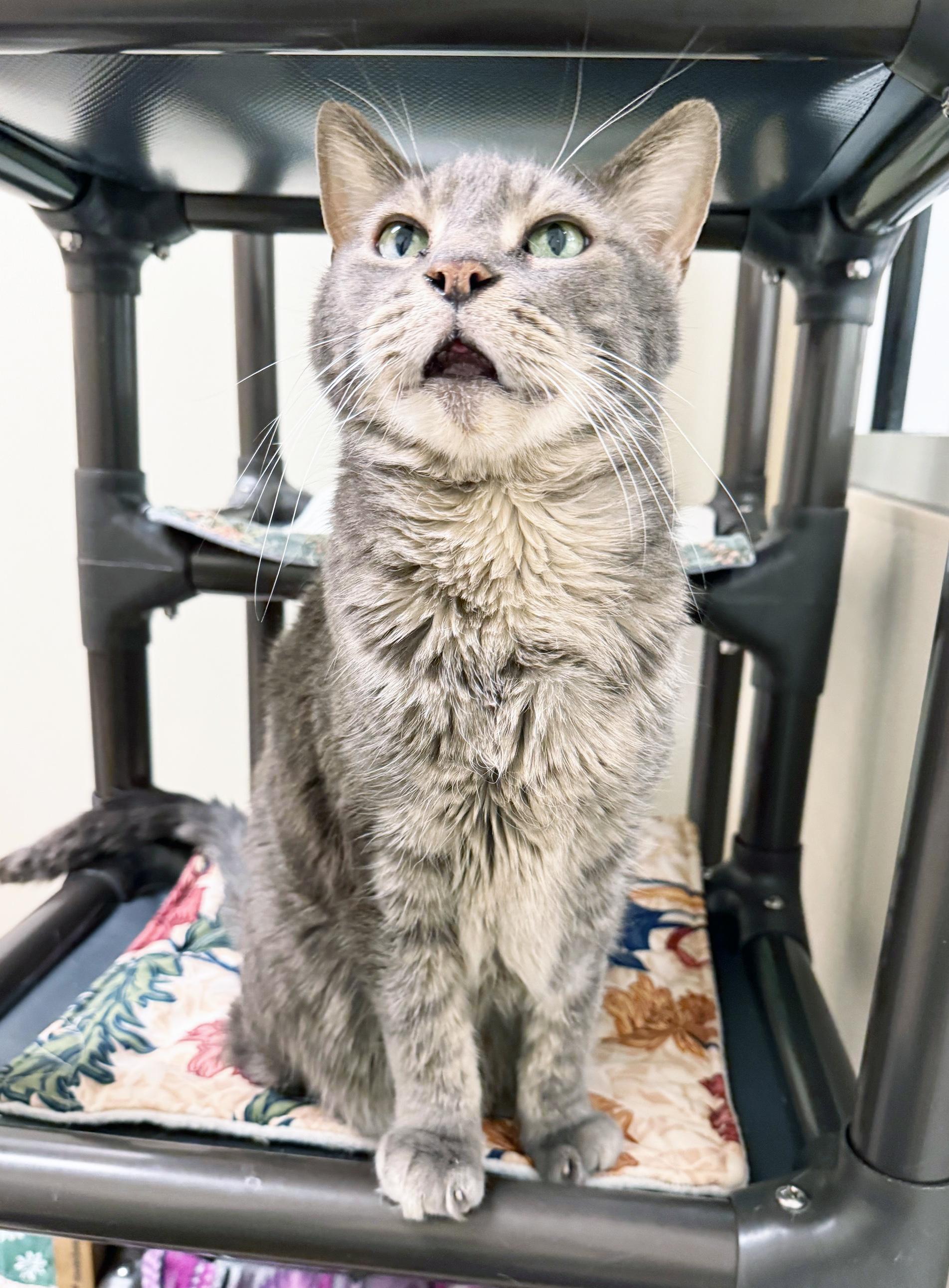 Enlarge Mr. Gigglesworth - Soooooo loving!, a ADOPTABLE Domestic Short Hair in Oshkosh, WI image 4/6