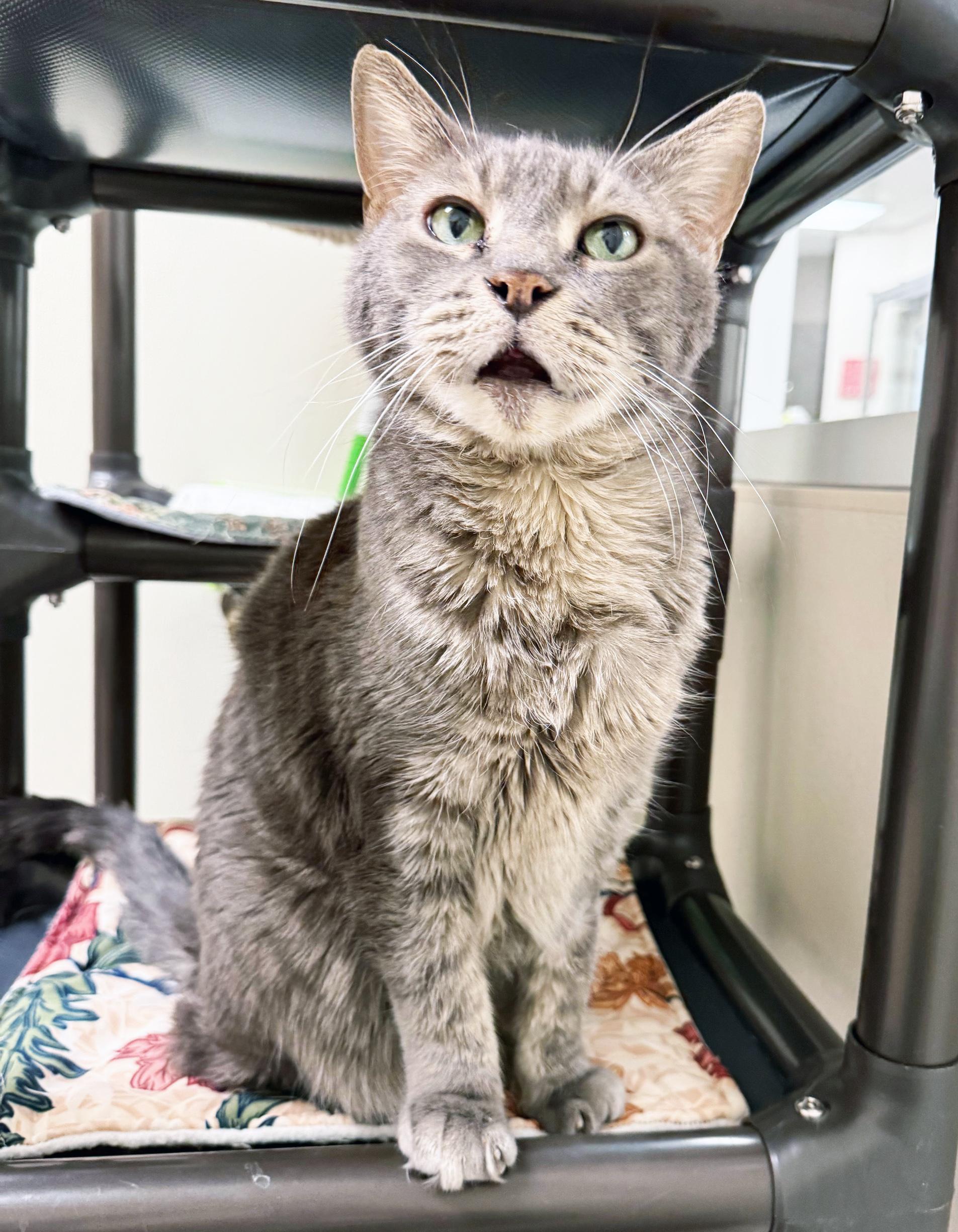 Mr. Gigglesworth - Soooooo loving!, ADOPTABLE, Senior Male Domestic Short Hair.
