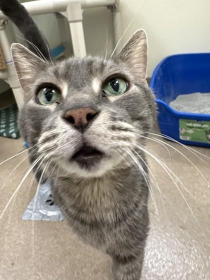 Enlarge Mr. Gigglesworth - Soooooo loving!, a ADOPTABLE Domestic Short Hair in Oshkosh, WI image 5/6