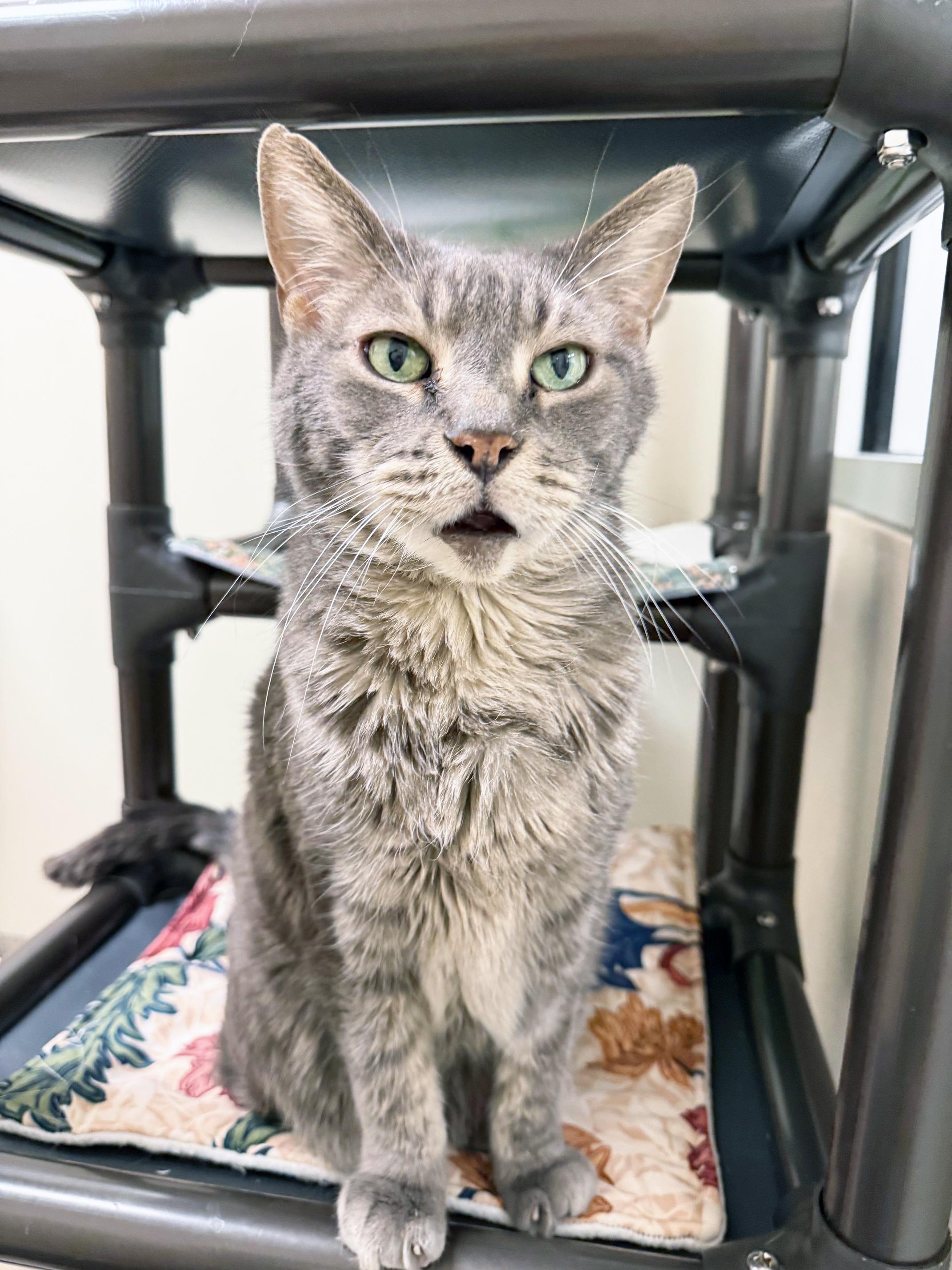 Enlarge Mr. Gigglesworth - Soooooo loving!, a ADOPTABLE Domestic Short Hair in Oshkosh, WI image 3/6