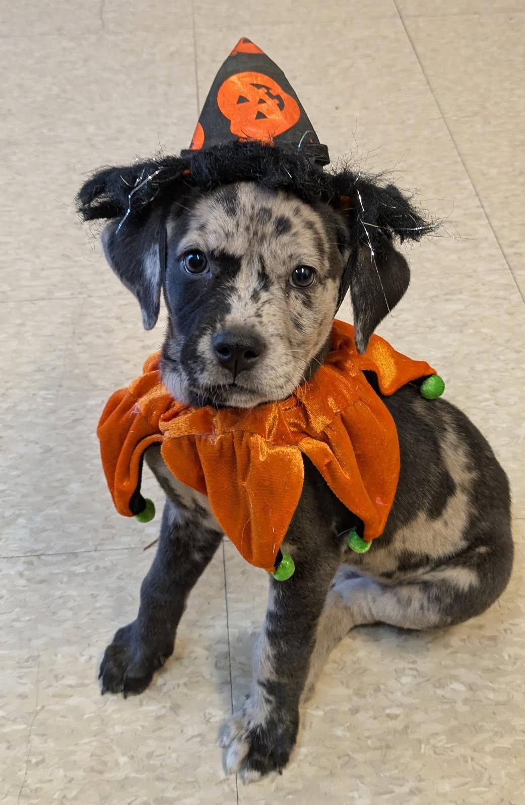 Ripley, Adopted, Puppy Female Catahoula Leopard Dog & Mixed Breed.