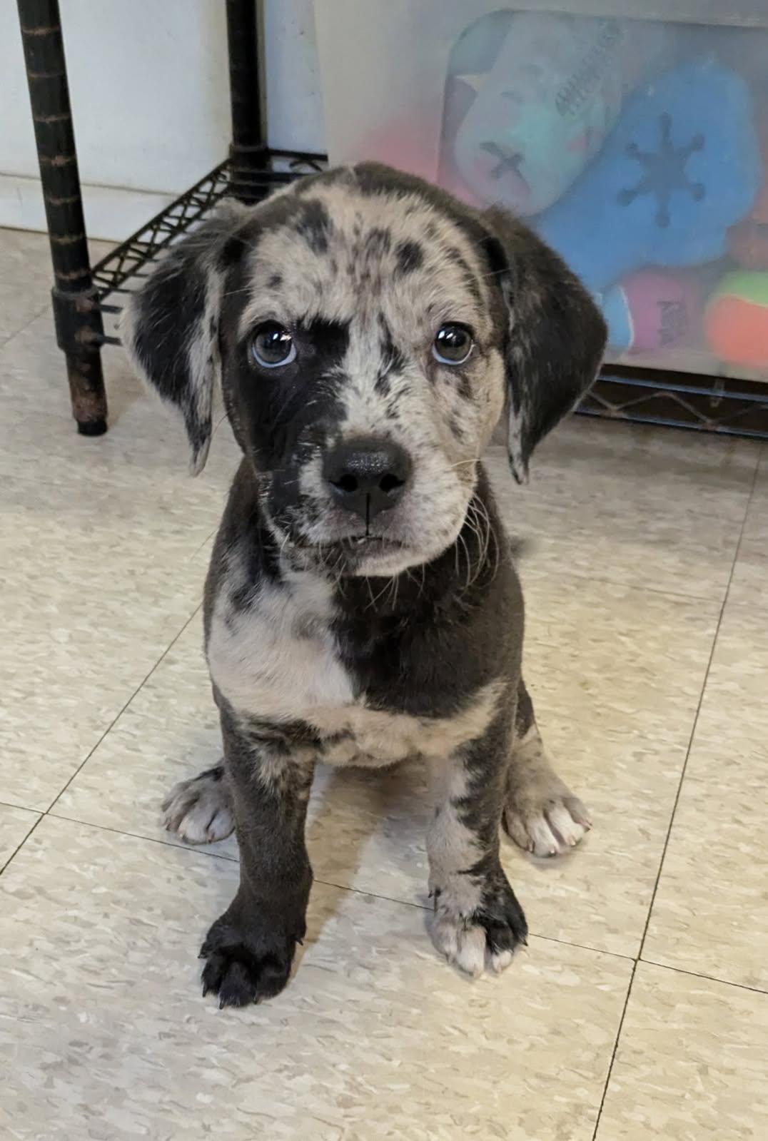 Ripley, a Adopted mixed breed in Fair Oaks Ranch, TX image 3/4