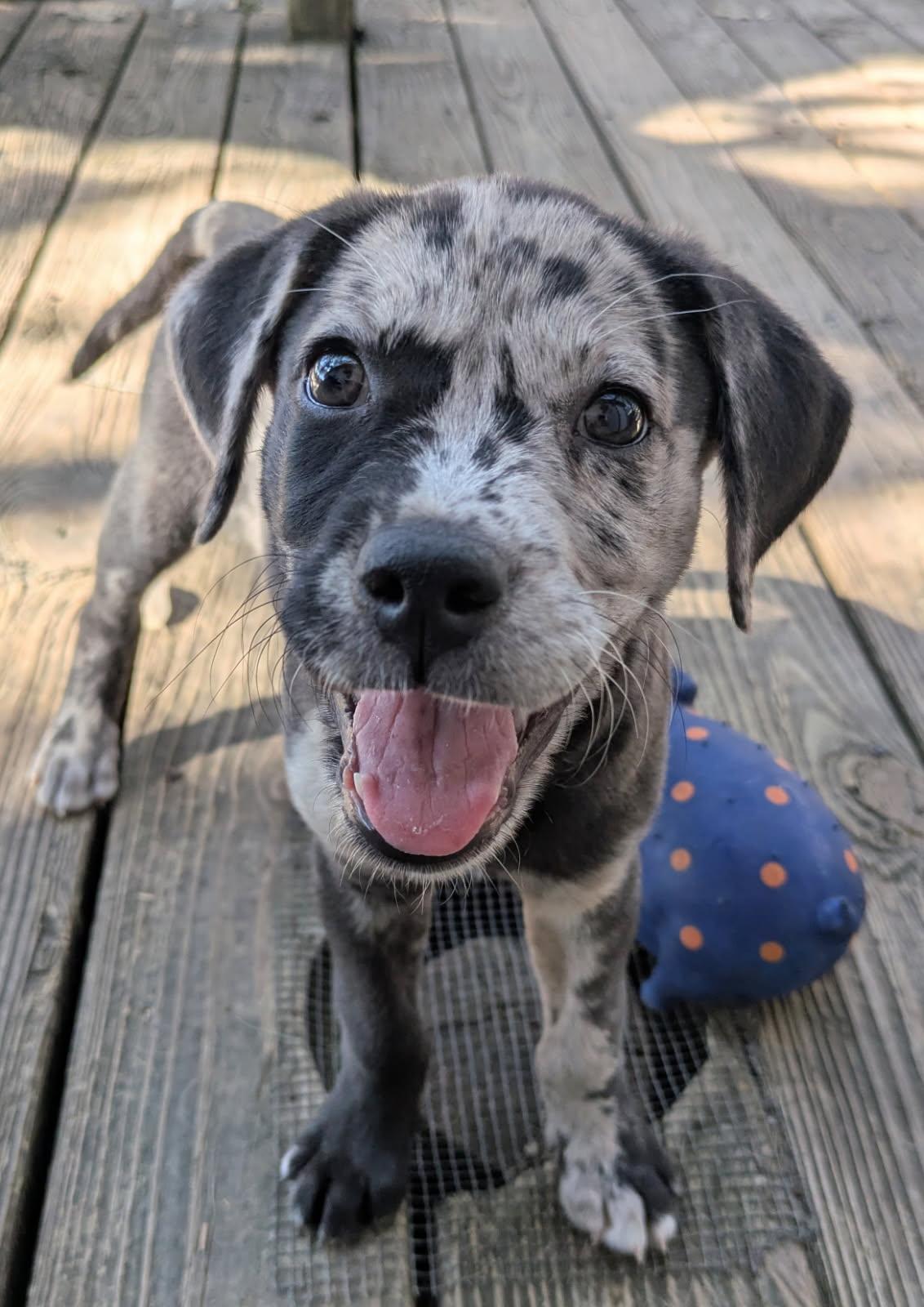 Ripley, a Adopted mixed breed in Fair Oaks Ranch, TX image 4/4