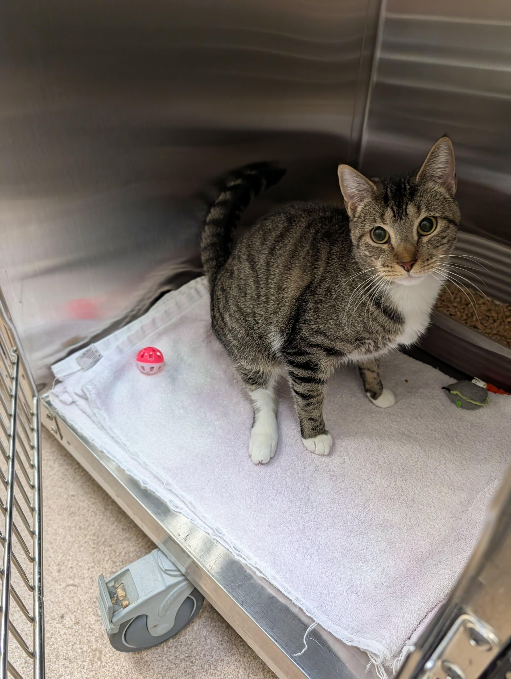 Minion, Adoptable, Adult Male Domestic Short Hair.