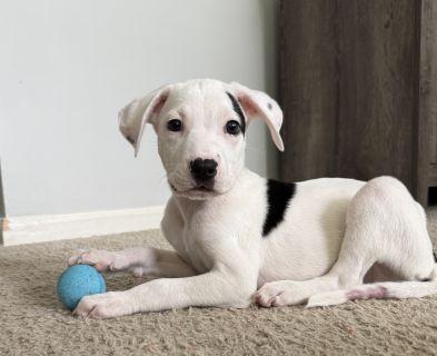 Enlarge Dobby, a ADOPTABLE Mixed Breed in Schaumburg, IL image 6/6