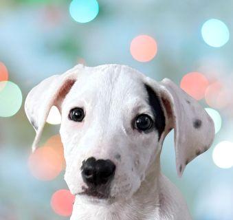 Enlarge Dobby, a ADOPTABLE Mixed Breed in Schaumburg, IL image 1/6