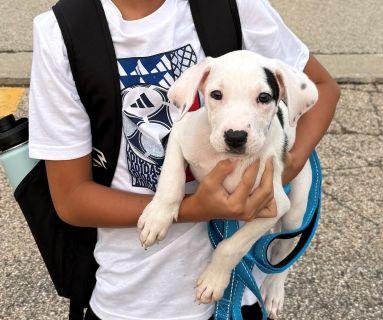 Enlarge Dobby, a ADOPTABLE Mixed Breed in Schaumburg, IL image 3/6