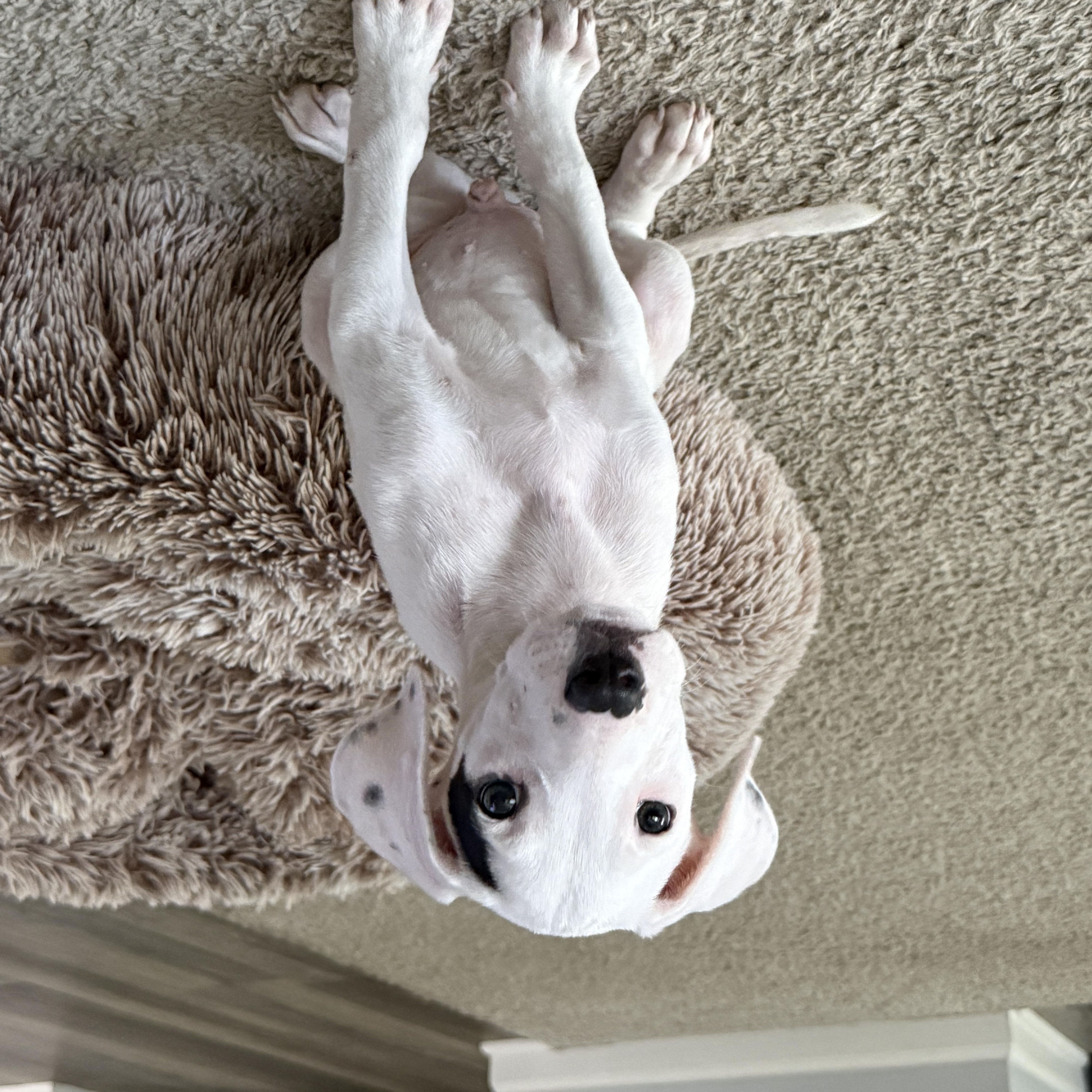 Enlarge Dobby, a ADOPTABLE Mixed Breed in Schaumburg, IL image 4/6
