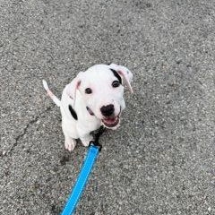 Enlarge Dobby, a ADOPTABLE Mixed Breed in Schaumburg, IL image 5/6