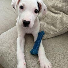 Enlarge Dobby, a ADOPTABLE Mixed Breed in Schaumburg, IL image 2/6