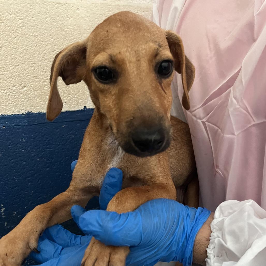 Nathan, Adoptable, Puppy Male Dachshund & Mixed Breed.