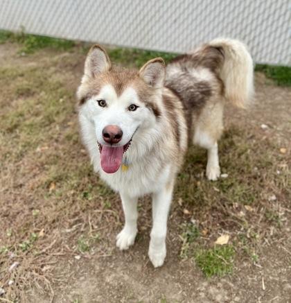 Nibbles (91195), a ADOPTABLE Alaskan Malamute in Spanish Fork, UT image 1/2