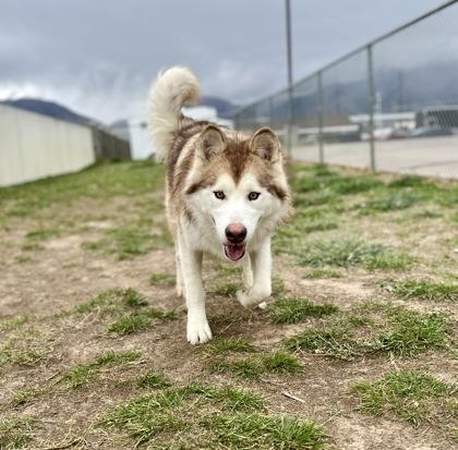 Nibbles (91195), a ADOPTABLE Alaskan Malamute in Spanish Fork, UT image 2/2