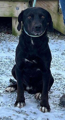 Enlarge Damien, a Adopted mixed breed in Elkins, WV image 1/1