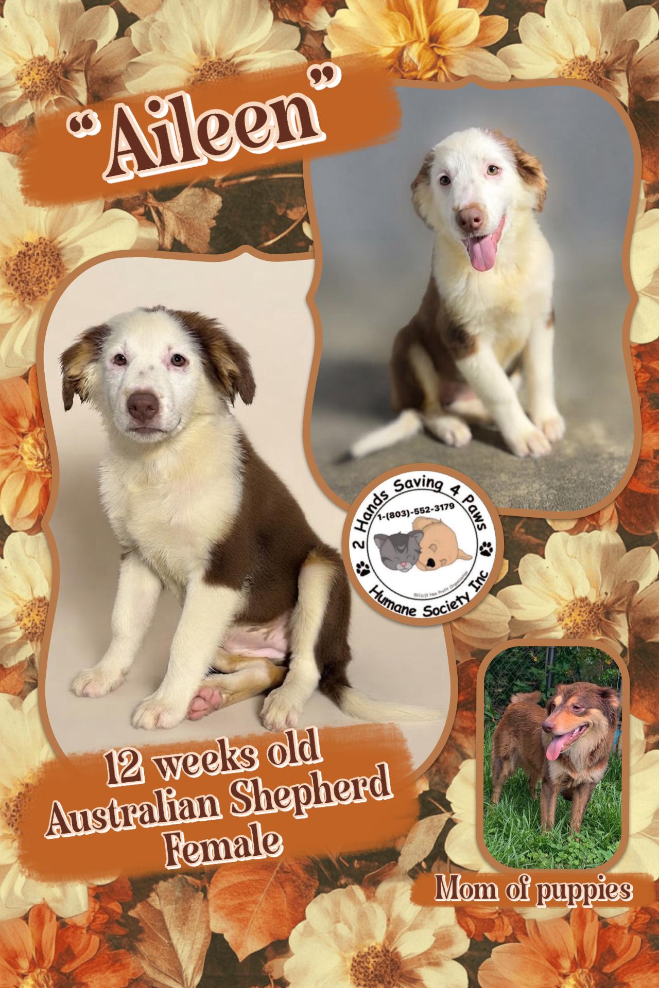 Aileen, Adoptable, Puppy Female Australian Shepherd.