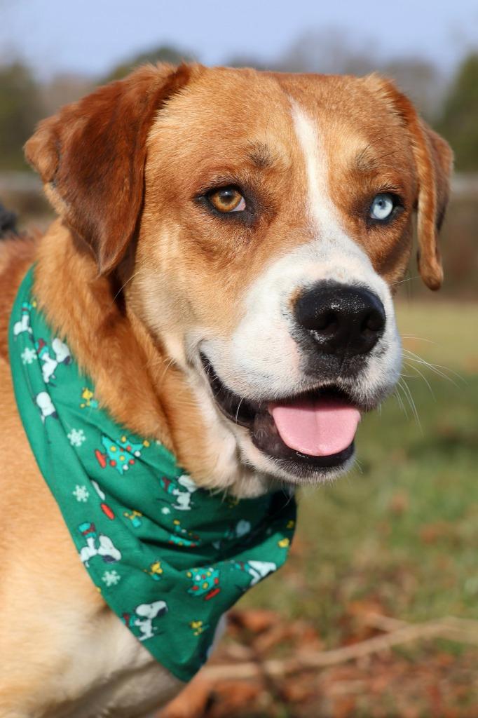 AJ, Adoptable, Adult Male Mixed Breed.