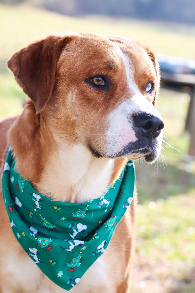 Enlarge AJ, a Adoptable mixed breed in Columbia, TN image 2/6